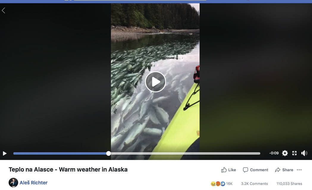 This screenshot of a Facebook video by Ales Richter of the Czech Republic shows dead or dying pink salmon he videoographed on July 28, 2019, in Tutka Bay near Homer, Alaska.