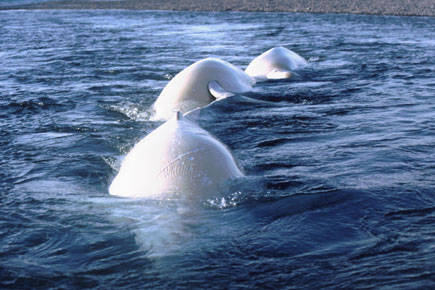 In this September 2017 file photo from the Alaska Department of Fish and Game, beluga whales arch their backs through the surface of the water. Of Alaska’s five distinct beluga whale populations, only Cook Inlet’s is listed as endangered. (Courtesy the Alaska Department of Fish and Game)