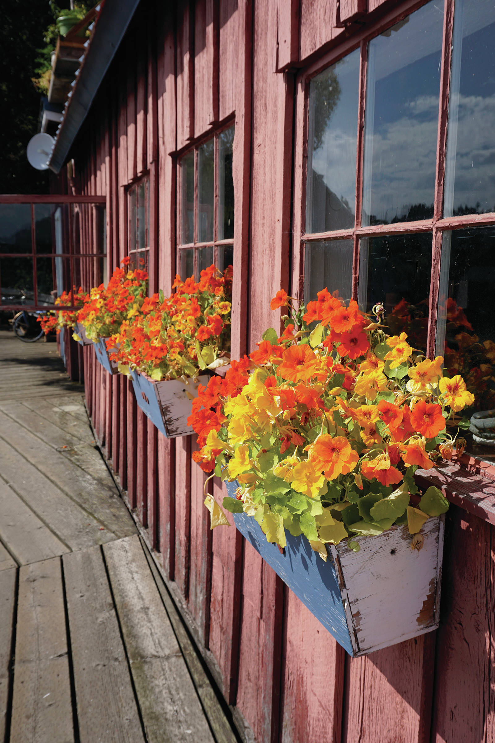 Pansies bloom in flower boxes on Aug. 10, 2019, by the Halibut Cove Coffee House in Halibut Cove, Alaska. (Photo by Michael Armstrong/Homer News)