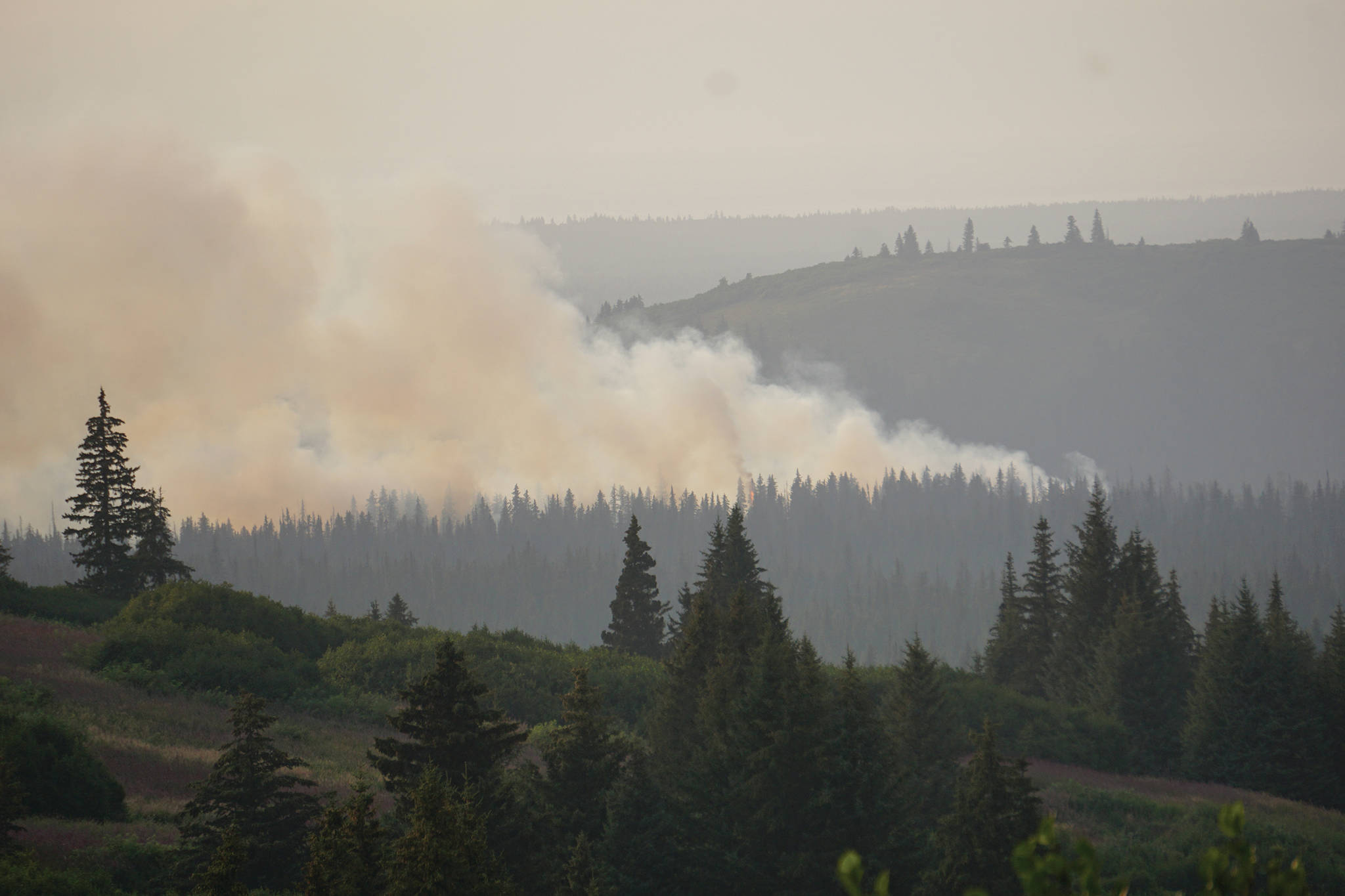 A spruce tree flares up in the North Fork fire as it burns near the south end of the North Fork Road on Sunday evening, Aug. 18, 2019, near Homer, Alaska. (Photo by Michael Armstrong/Homer News)