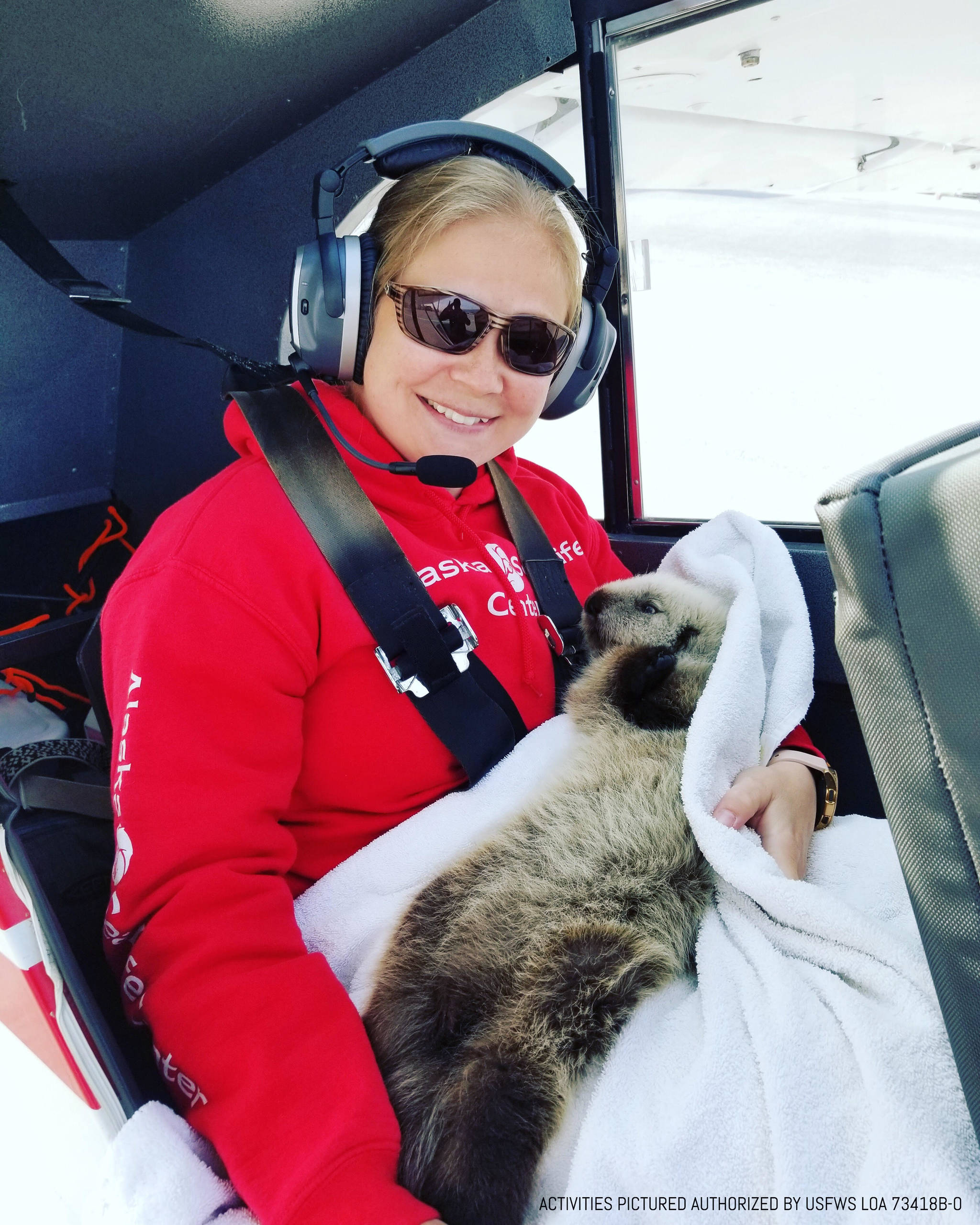 A sea otter pup was rescued from Homer and brought to Seward, Monday, Aug. 26, 2019, at the Alaska SeaLife Center in Seward Alaska. (Photo courtesy of Alaska SeaLife Center)