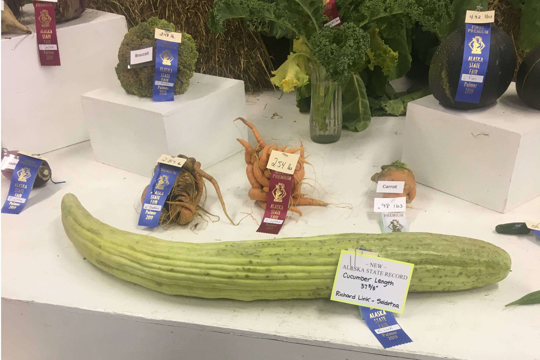 Richard Link’s prize-winning Armenian cucumber is seen here at the Alaska State Fair in Palmer, Alaska, in August 2019. (Courtesy Ludy Link)