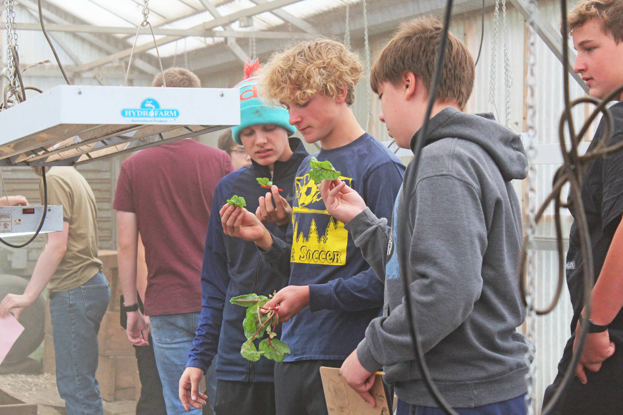 From left to right: Ty Etzwiler, Parker Lowney Casper Von try some chard left over in garden beds they were clearing Friday, Aug. 30, 2019 during their natural resources technology class at Homer High School in Homer, Alaska. (Photo by Megan Pacer/Homer News)