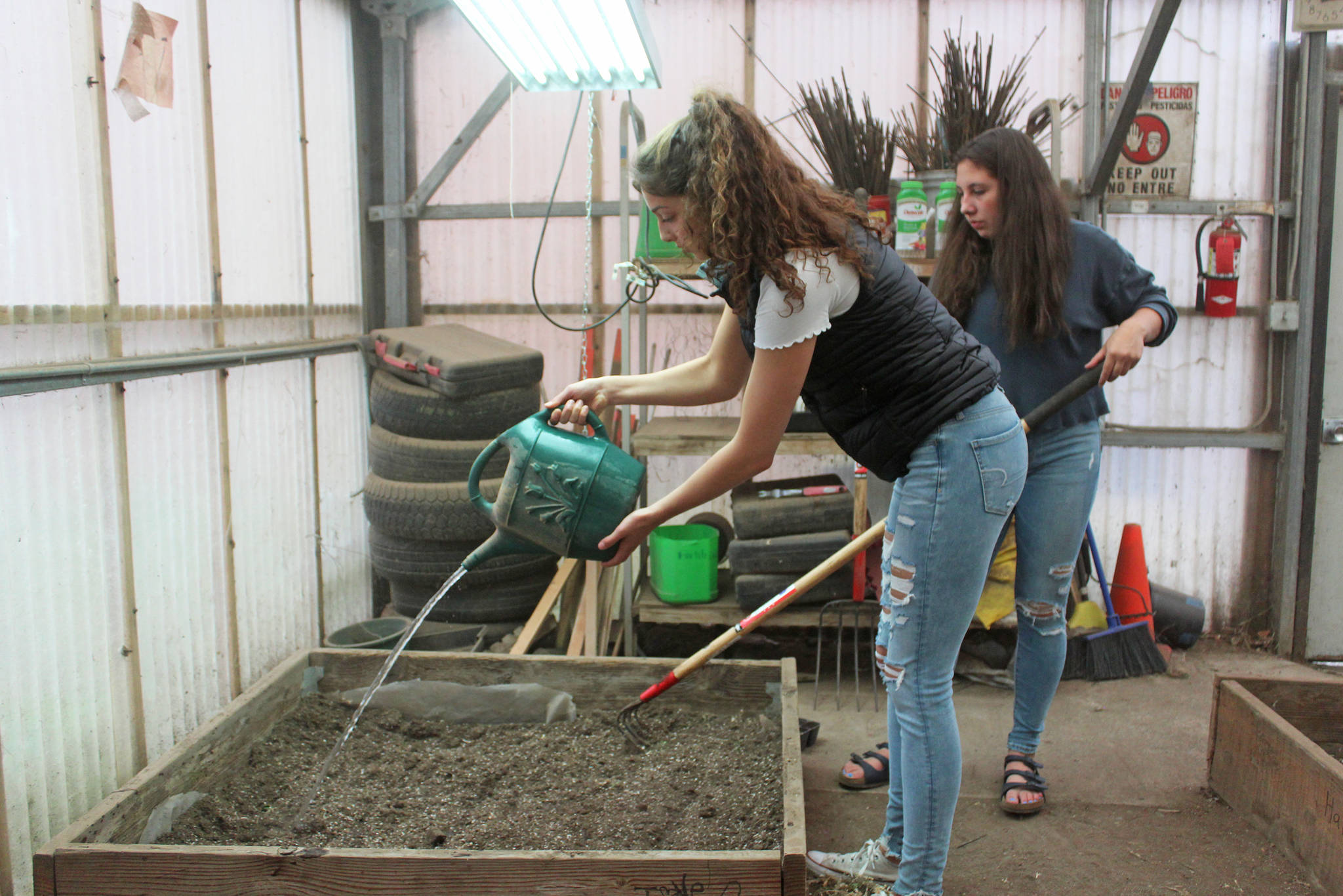 Madison Story (foreground) and Hannah Hatfield (background) till and wet a garden bed to prepare the dirt for planting during their natural resource technology class Friday, Aug. 30, 2019 at Homer High School in Homer, Alaska. (Photo by Megan Pacer/Homer News)