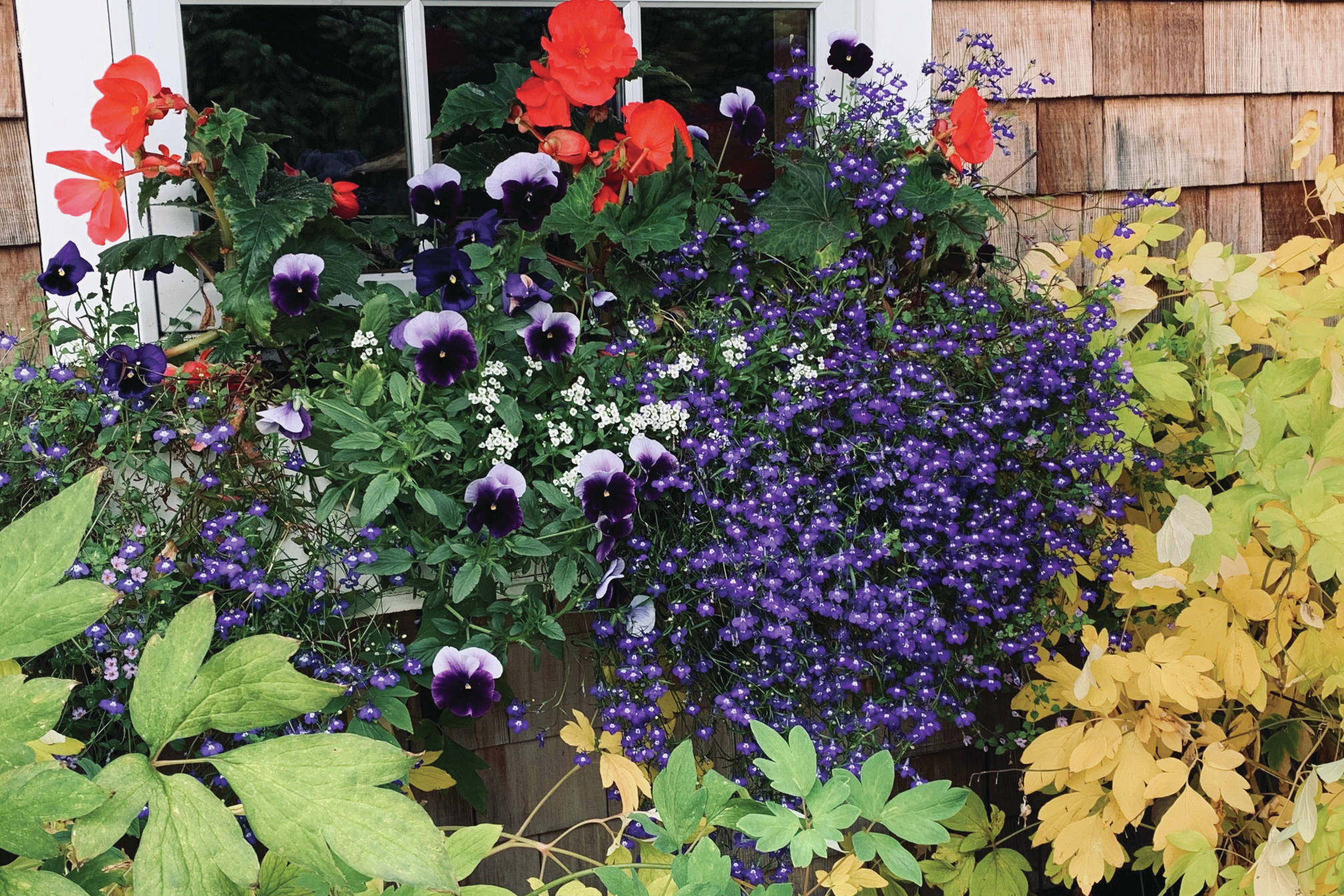 A window flower box at the Kachemak Gardener’s home shows waning begonias but enthusiastic pansies and lobelia on Sept. 6, 2019, in Homer, Alaska. (Photo by Rosemary Fitzpatrick)