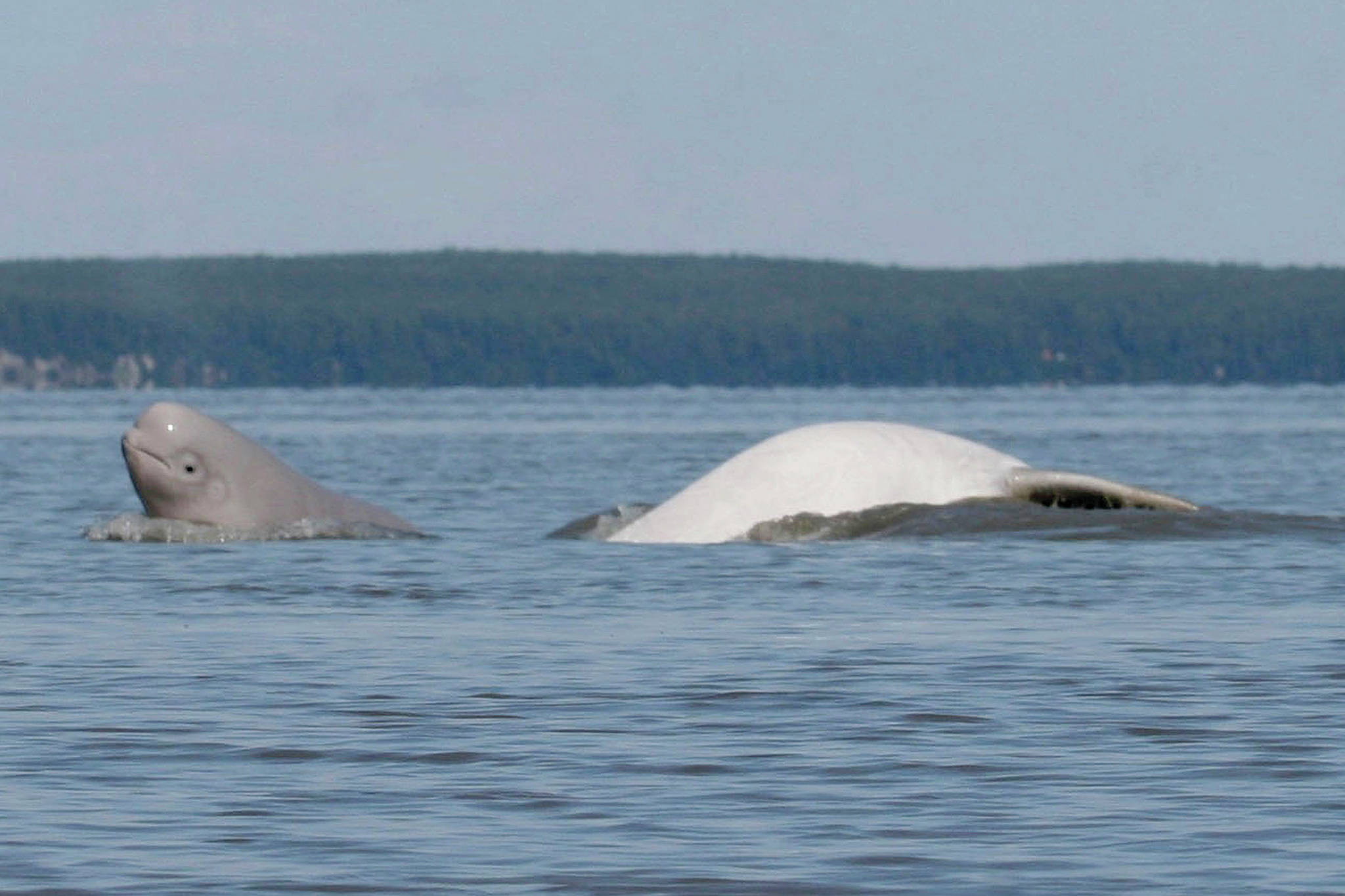 FILE- In this August 2009, file photo, provided by the Department of Defense, a Cook Inlet beluga whale calf, left, and an adult breach near Anchorage, Alaska. Conservation groups are suing a federal agency over rules they say could harm beluga whales and other marine mammals in Alaska’s Cook Inlet. An attorney for the Center for Biological Diversity, which is challenging the rules along with Cook Inletkeeper, says the lawsuit was filed Wednesday, Sept. 4, 2019, against the National Marine Fisheries Service. The agency has said its analysis indicates that the rules will not contribute to or worsen the observed decline of the Cook Inlet beluga whale population. (Christopher Garner/Department of Defense via AP, File)