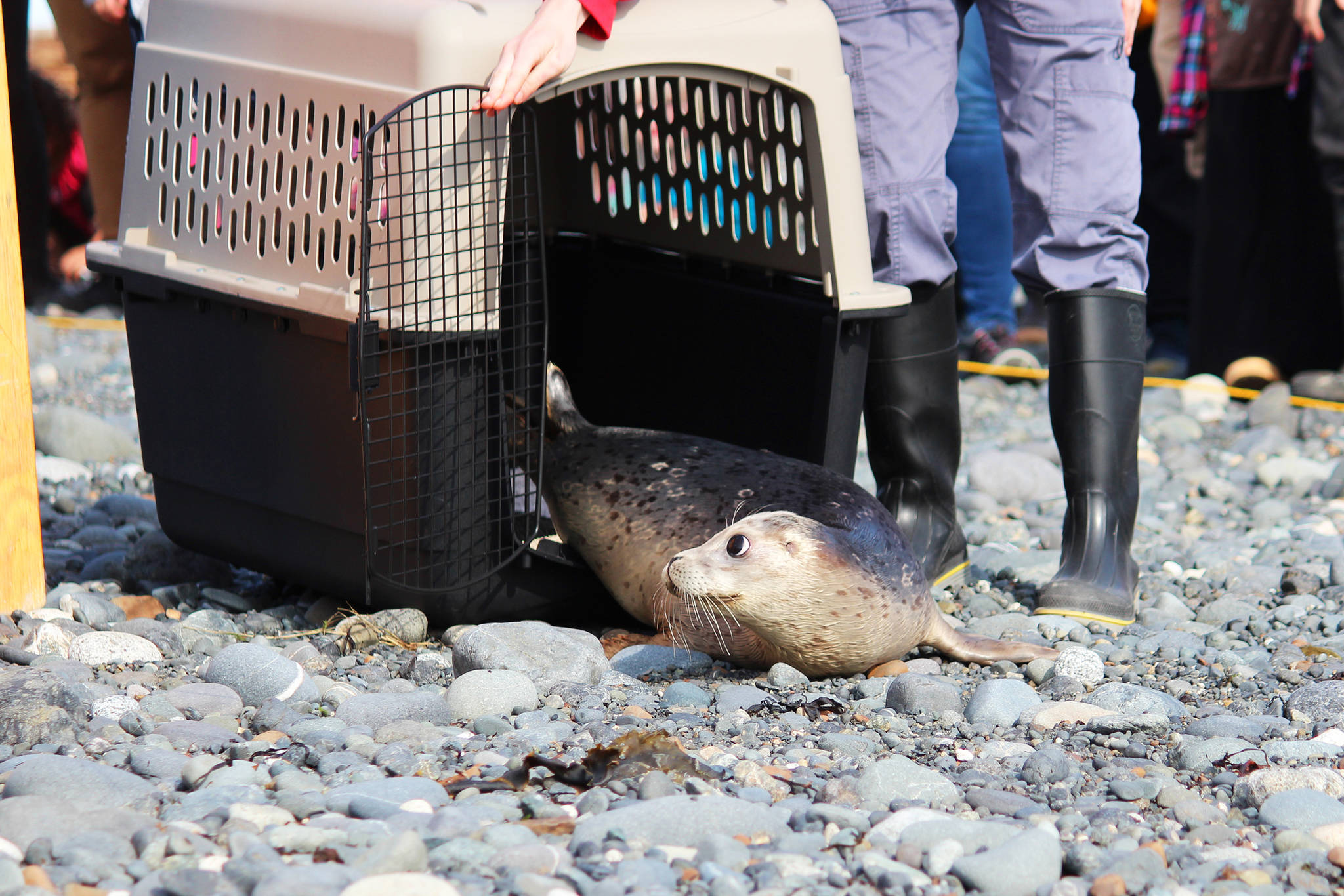 Alaska SeaLife Center volunteers release a harbor seal back into the wild in Kachemak Bay on Thursday, Sept. 5, 2019 at Bishop’s Beach in Homer, Alaska. The center released two seals which were found neglected on Homer area beaches this May and were rehabilitated through the Wildlife Response Program. (Photo by Megan Pacer/Homer News)