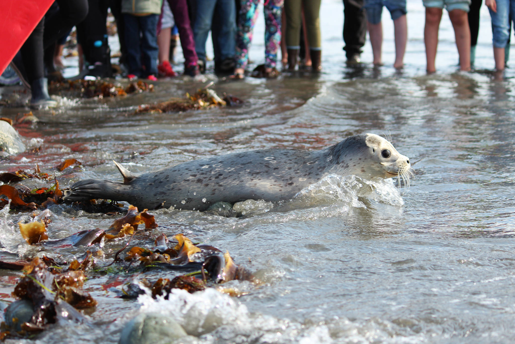 Harbor seals released by SeaLife Center into Kachemak Bay