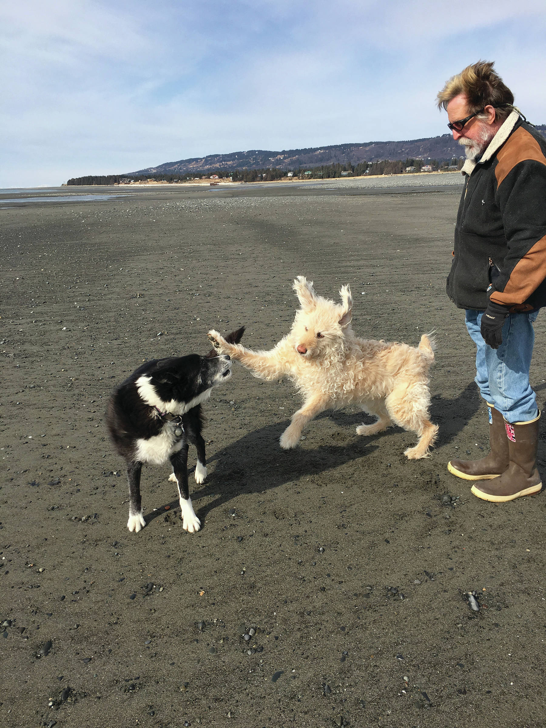 Michael Armstrong walks on the Homer Spit beach with his dog, Leia, center, and a dog friend, Tuuli, on April 3, 2018, in Homer, Alaska. (Photo by Megan Pacer/Homer News)