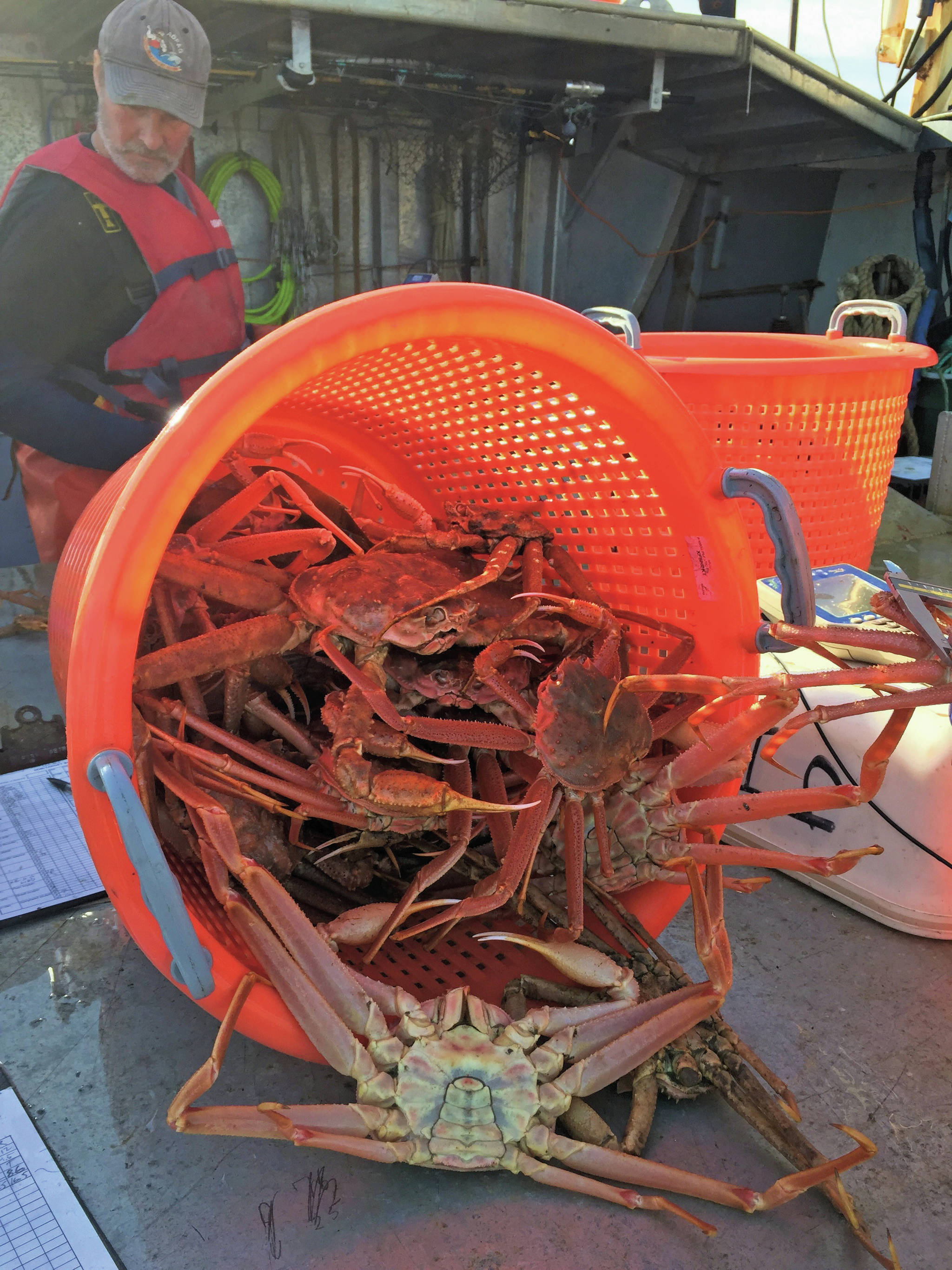 Photo provided                                 A tanner crab trawl survey done by the Alaska Department of Fish and Game in September 2018 assessed crab populations in Kachemak Bay.