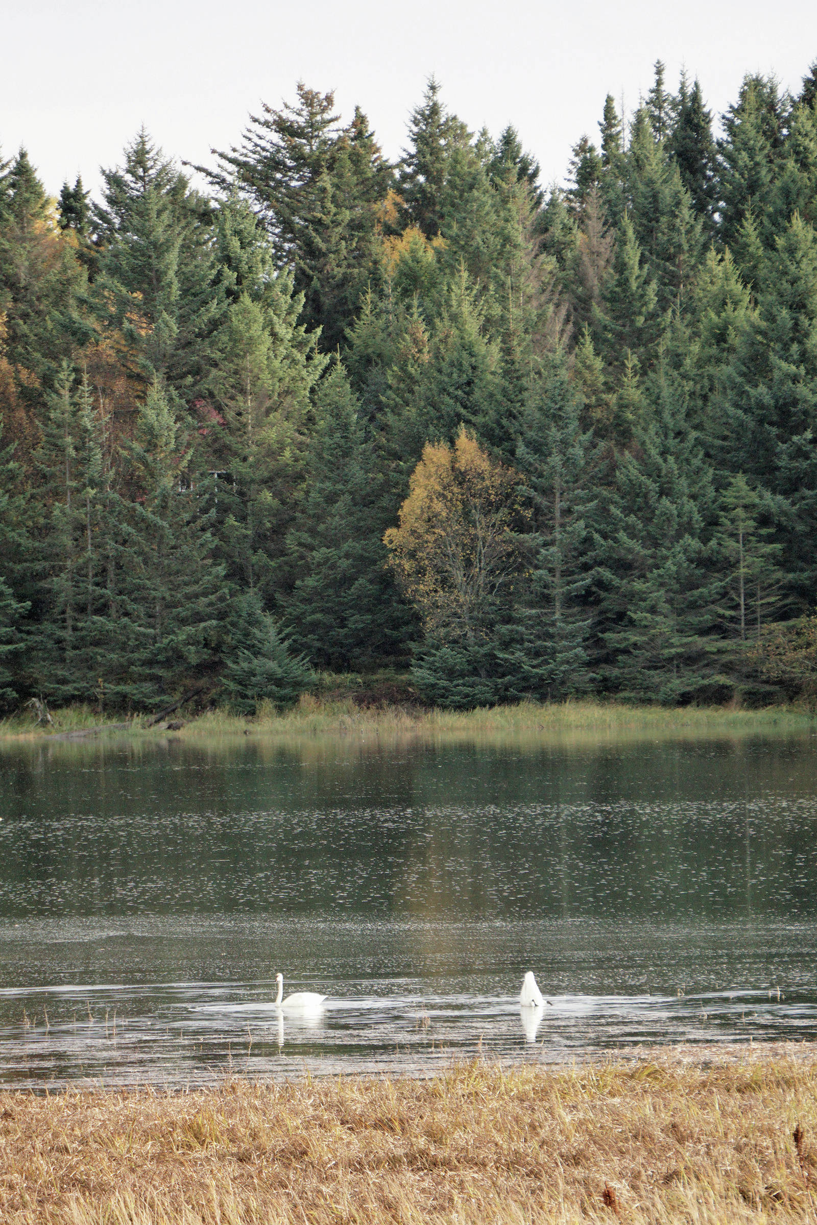 Swan lake Two swans feed on an extreme high tide of of 21.9 feet on Tuesday afternoon, Oct. 1, 2019, in Beluga Slough, Homer, Alaska. The tide flooded the slough to its shores, turning it into a lake. Homer will see an even higher tide of 22.6 feet at 3:11 p.m. Oct. 28, 2019. (Photo by Michael Armstrong/Homer News)