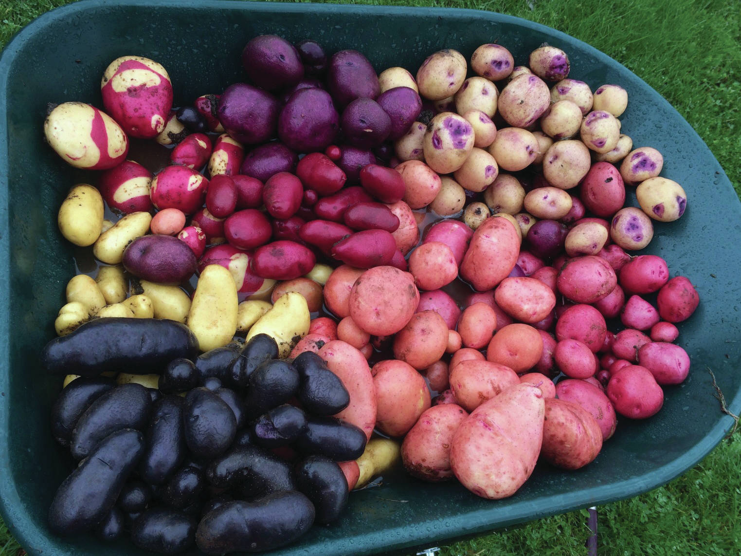 Photo by Rosemary Fitzpatrick                                 Jane Wiebe’s wheelbarrow of lovely tubers will cause any potato aficionado’s heart to sing. The photo was taken on Oct. 7 in Homer.