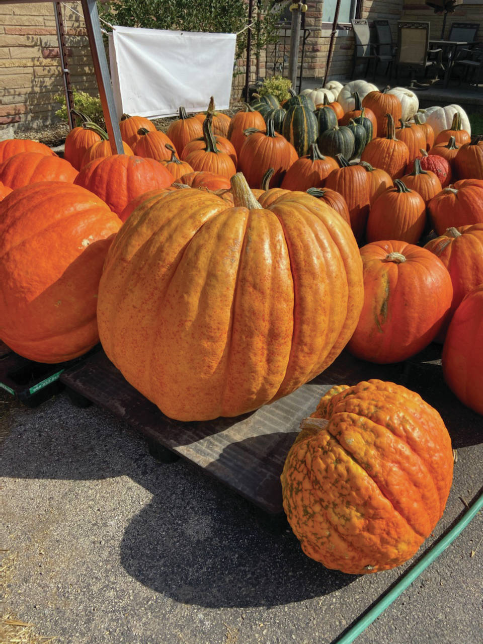 Pumpkins and gourds can be seen all over Wisconsin at roadside stands, as seen here in this photo taken on Oct. 14, 2019. (Photo by Teri Robl)