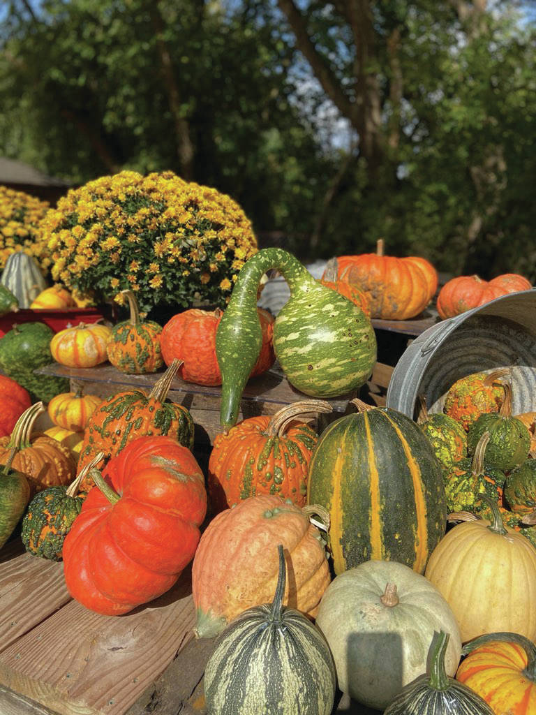 Pumpkins and gourds can be seen all over Wisconsin at roadside stands, as seen here in this photo taken on Oct. 14, 2019. (Photo by Teri Robl)