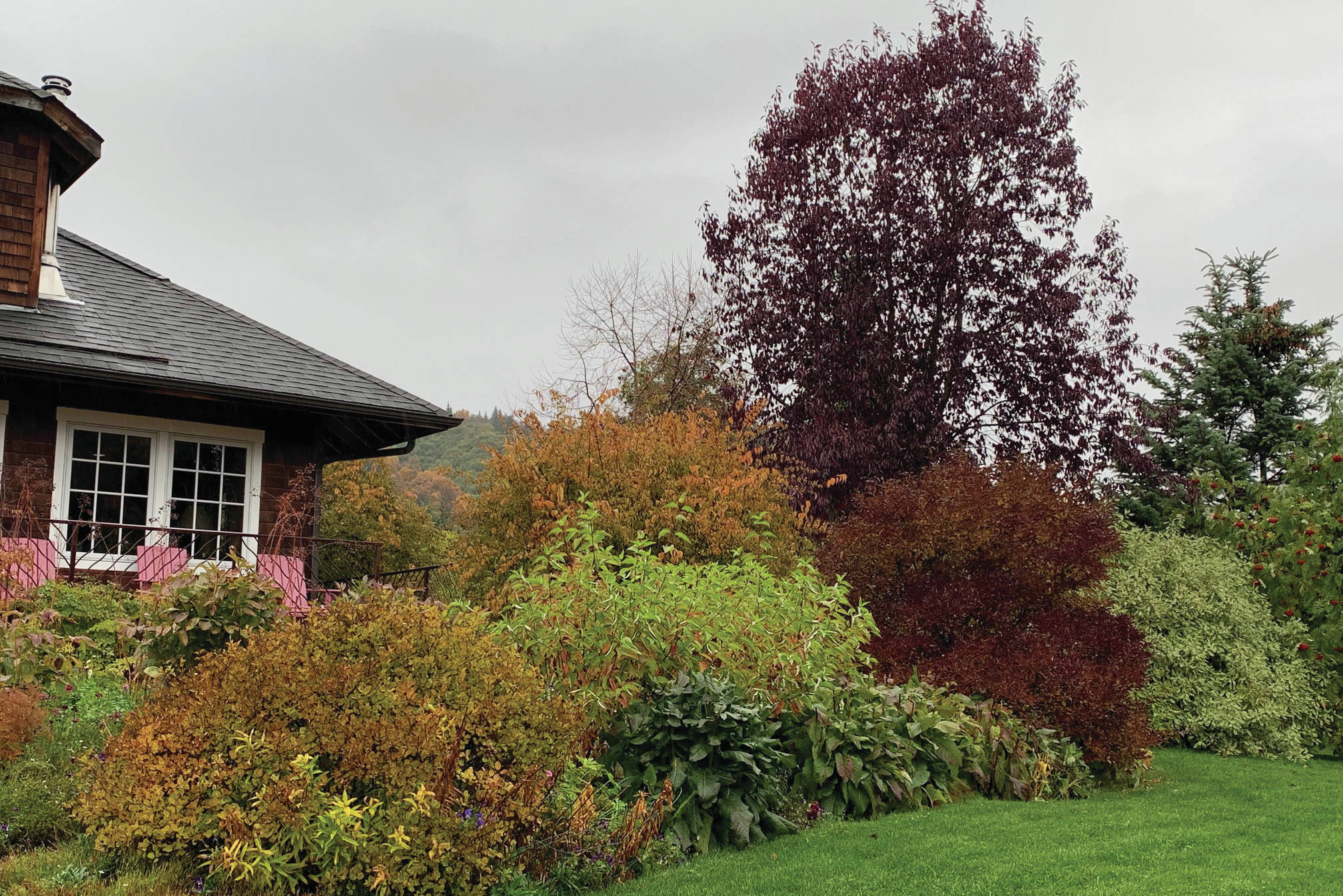 Dwarf Korean lilac, dwarf red twig dogwood, Miss Kim lilac, full size dogwood and a Shubert chokecerry fill out the space by the Kachemak Gardener’s balcony in this photo taken Oct. 12, 2019, in Homer, Alaska. (Photo by Rosemary Fitzpatrick)