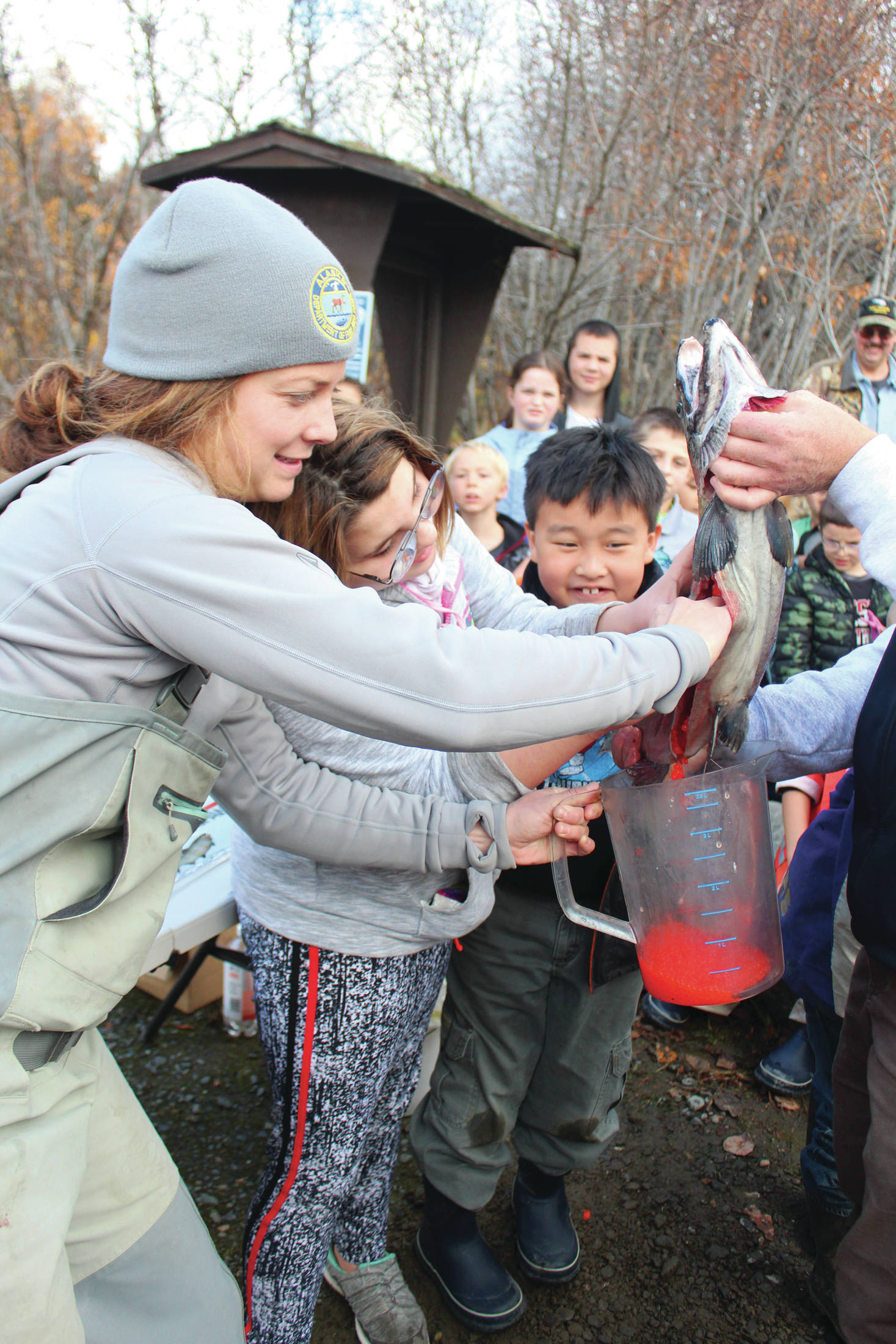 Alaska Department of Fish and Game Sport Fish Division fisheries biologist Holly Dickson helps Chapman School student Autumn Taylor-Kremer empty the eggs from a female salmon into a pitcher during the annual egg take event at the Anchor River on Thursday, Oct. 10, 2019 in Anchor Point, Alaska. The egg take is the first phase of the Salmon in the Classroom project. (Photo by Megan Pacer/Homer News)