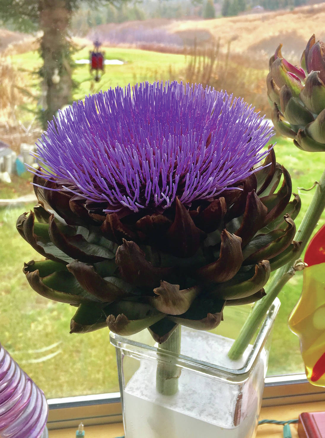 “Nancy Wise had the courage to allow her artichoke to bloom and is rewarded with this truly magnificent specimen,” writes Rosemary Fitzpatrick, as seen on Oct. 29, 2019, at Wise’s home near Homer, Alaska. (Photo by Nancy Wise.)