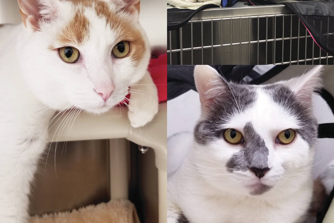 Pets of the Week: Mikey and Darla