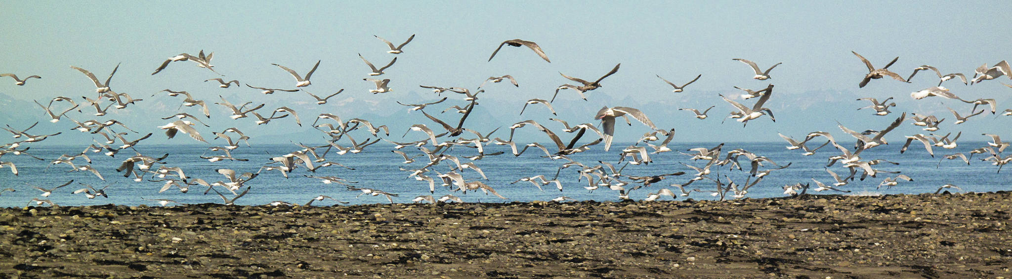 Birds take flight en masse along the Anchor Point Beach shoreline on Aug. 25, 2010 in Anchor Point, Alaska. (Photo by Taz Tally)