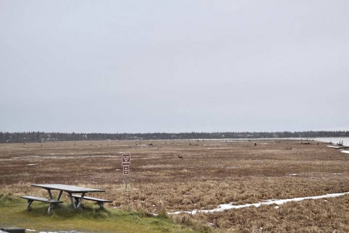 Green grass is visible at the Kenai Flats lookout of of Bridge Access Road, which was under measurable snow last week, on Monday, Dec. 9, 2019, in Kenai, Alaska. (Photo by Victoria Petersen/Peninsula Clarion)