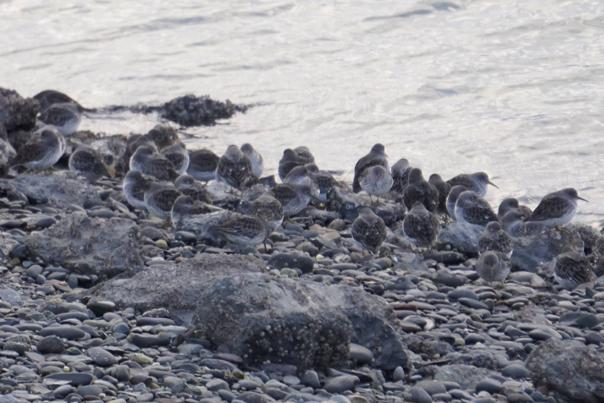 Rock sandpipers cluster on the rocks at the Homer Harbor on Tuesday, Dec. 17, 2019, in Homer, Alaska. The winter shorebirds were one of the species counted in the annual Homer Christmas Bird Count. (Photo by Michael Armstrong/Homer News)