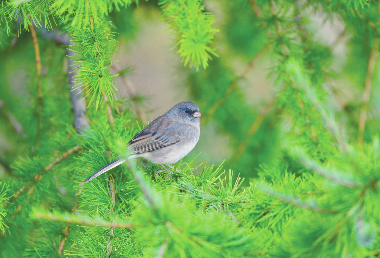Photo by Jamie Lyons                                 A migrating dark-eyed junco in fall.