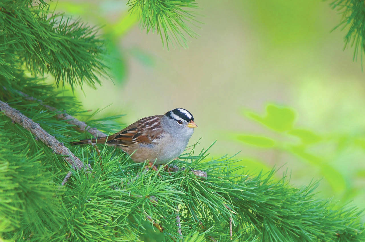 Photo by Jamie Lyons                                 This adult white-crowned sparrow successfully raised a brood and is now preparing for migration, but to where?