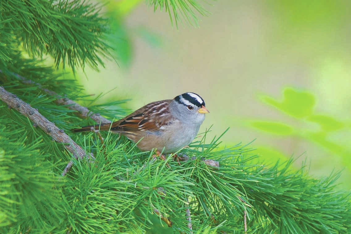 Refuge notebook: Wintering sparrows find their way to Kenai
