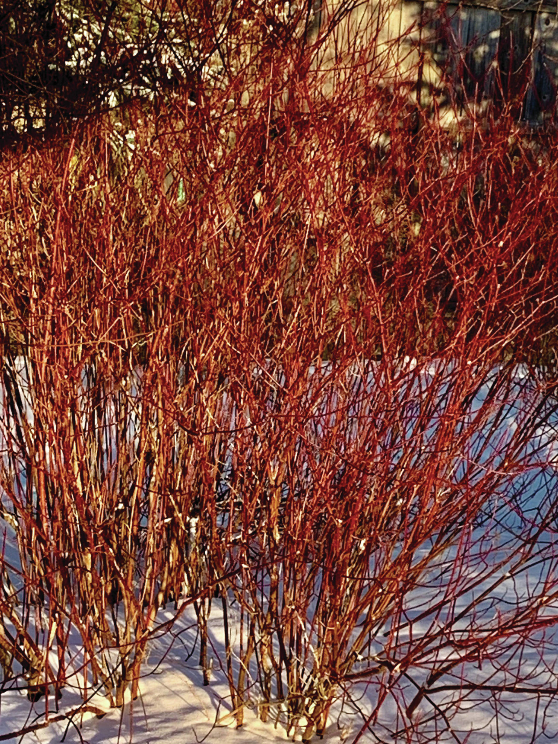 Red twig dogwood glows in low light on Friday, Feb. 15, 2020, in the Kachemak Gardener’s garden in Homer, Alaska. “Exactly the reason to have this shrub, to be appreciated in winter from the comfort of your home with a fire crackling in the wood stove,” writes Rosemary Fitzpatrick. (Photo by Rosemary Fitzpatrick)