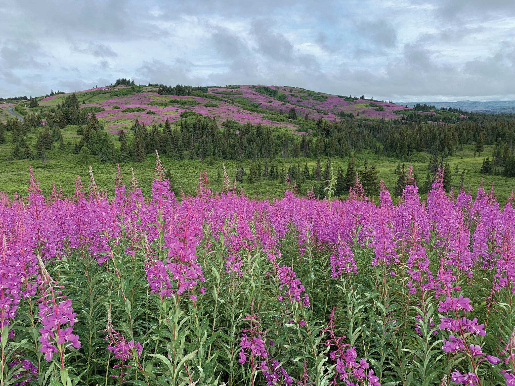 Fields of fireweed bloom in this undated photo of Inspiration Ridge overlooking the upper Fritz Creek watershed near Homer, Alaska. (Photo courtesy Nina Faust)