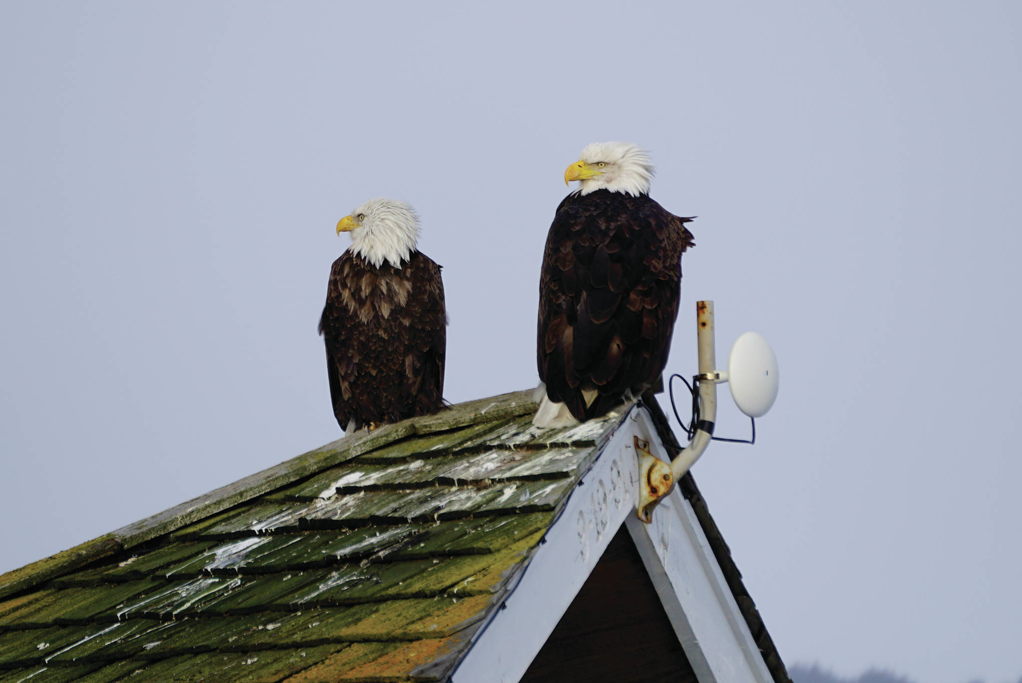 A pair of bald eagles sit on top of a house roof on Valentine’s Day, Feb. 14, 2020, on the Homer Spit in Homer, Alaska. (Photo by Michael Armstrong/Homer News)