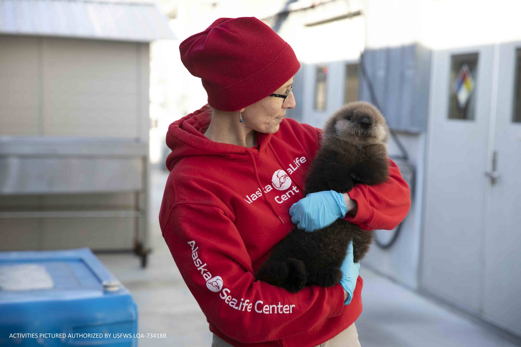 A member of the Alaska SeaLife Center’s Wildlife Response Team holds the newest addition to the SeaLife Center, a male otter pup, in this undated photo. (Courtesy Alaska SeaLife Center)