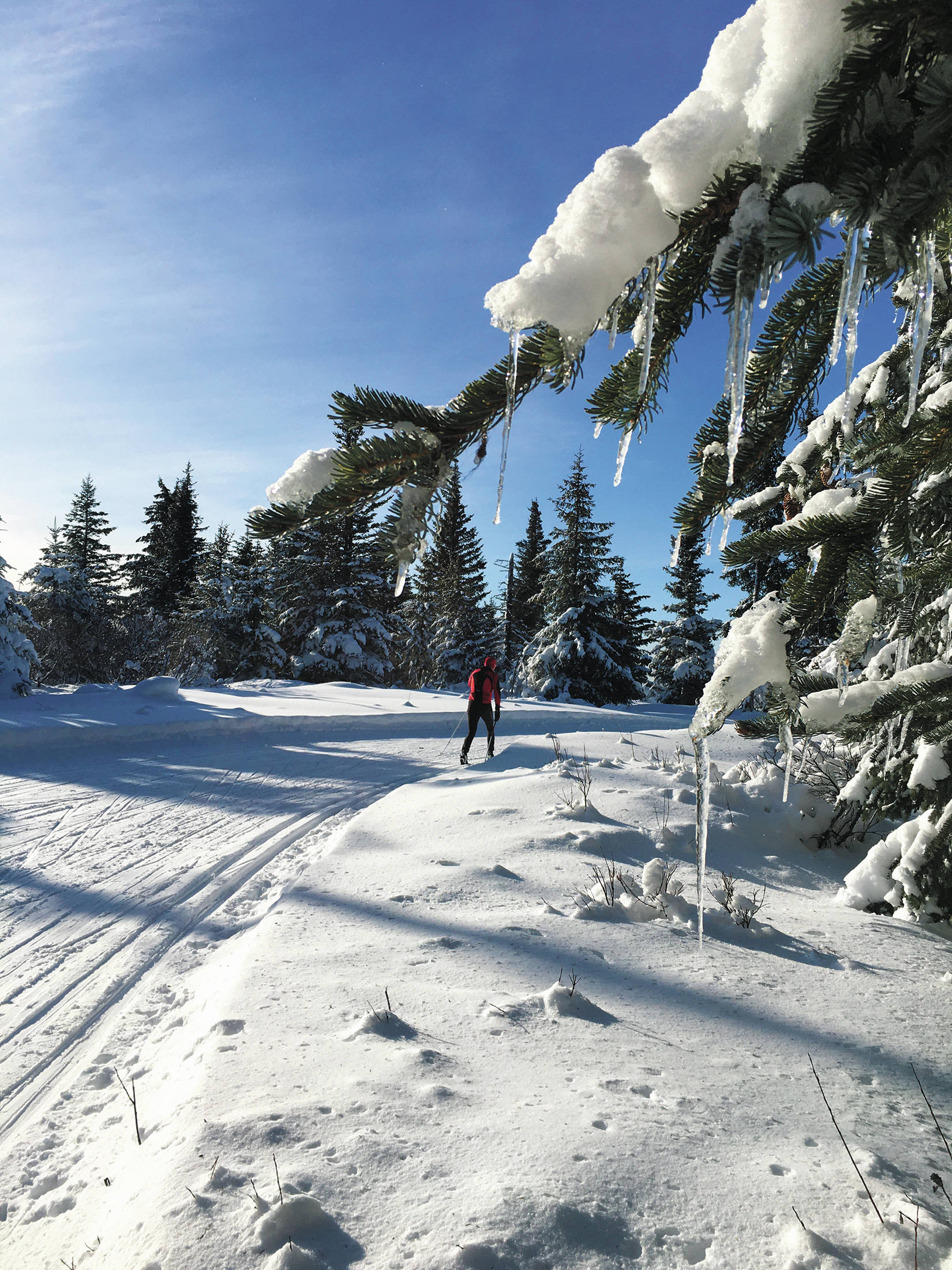 A skier enjoys the hayfield loop of the Lookout Mountain Trails on Feb. 24, 2020 near Homer, Alaska. (Photo by Megan Pacer/Homer News)