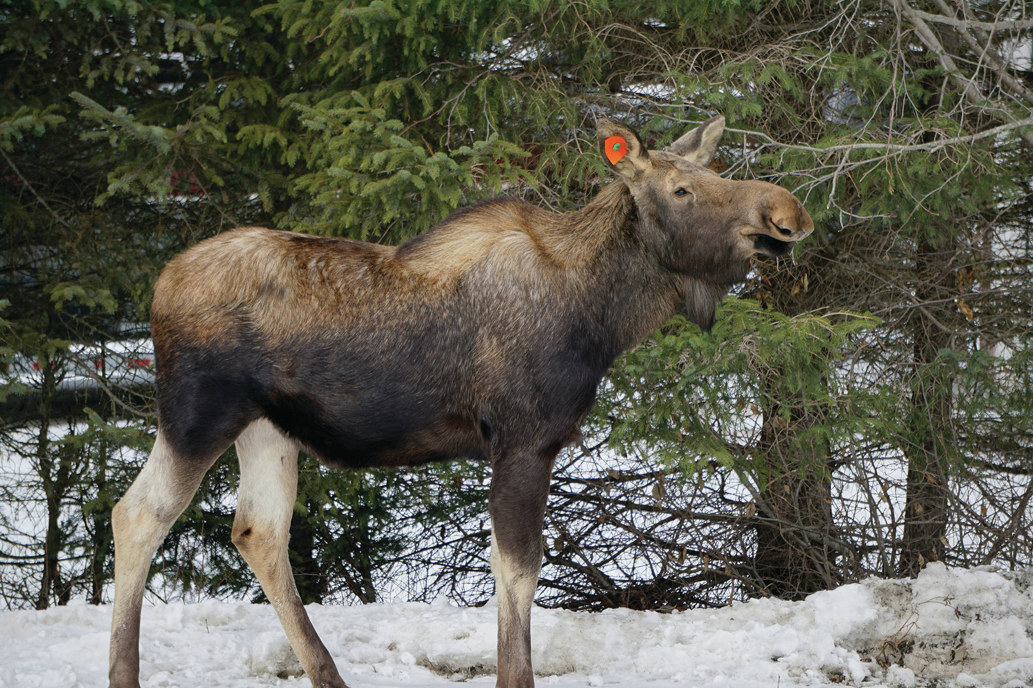 A moose with an orange ear tag feeds near the Homer News by Beluga Lake on Friday afternoon, March 6, 2020, in Homer, Alaska. Alaska Department of Fish and Game biologist Jason Harriman wrote in an email that the moose got tagged after it had been darted as a calf in 2017 when it got a compost bin lid stuck on its head. “It appears to have grown up healthy after the incident,” he wrote. “(It’s) good to see she is still around.” (Photo by Michael Armstrong/Homer News)