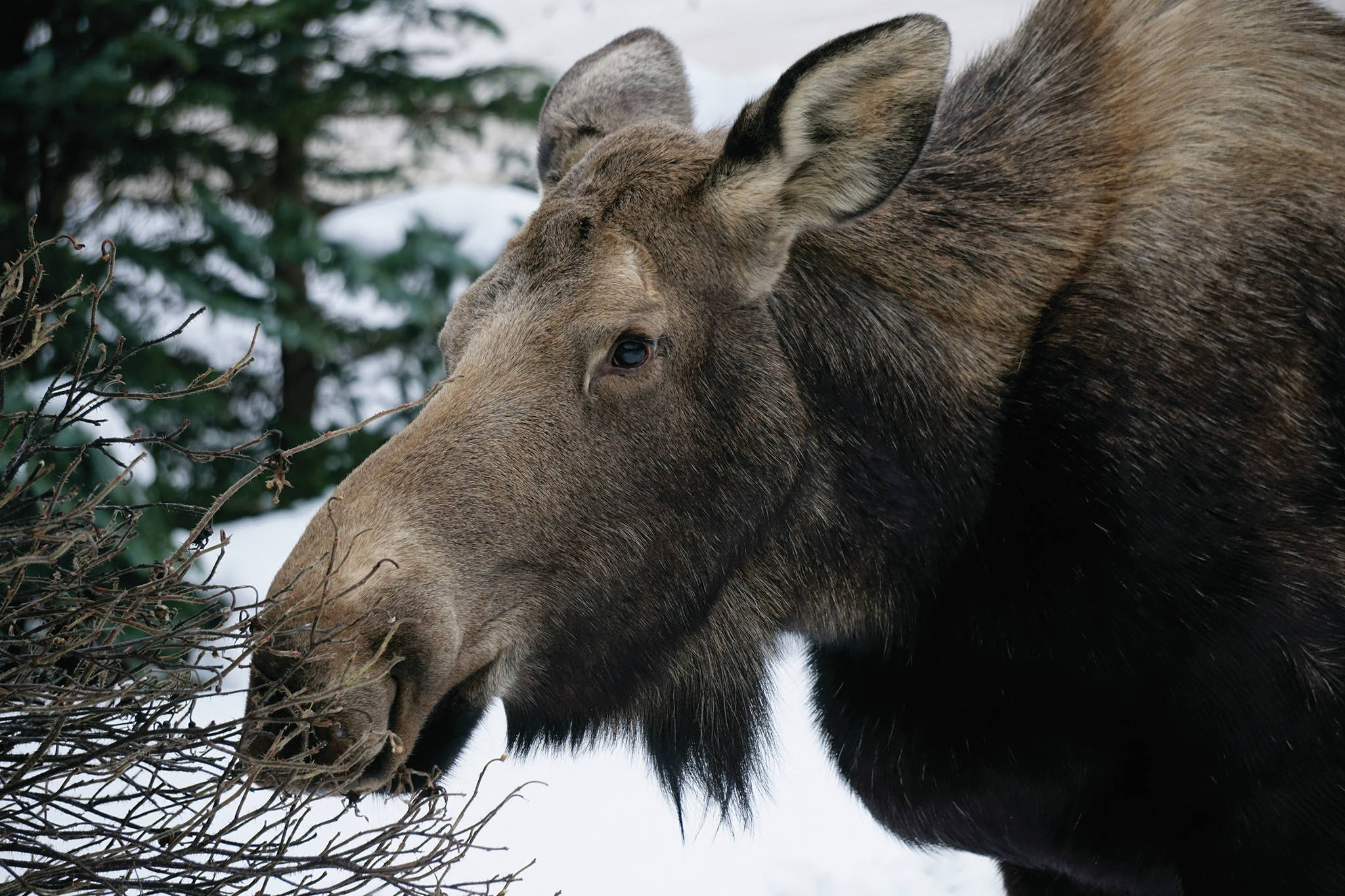 A moose feeds on a rose bush near the Homer News by Beluga Lake on Friday afternoon, March 6, 2020, in Homer, Alaska. (Photo by Michael Armstrong/Homer News)