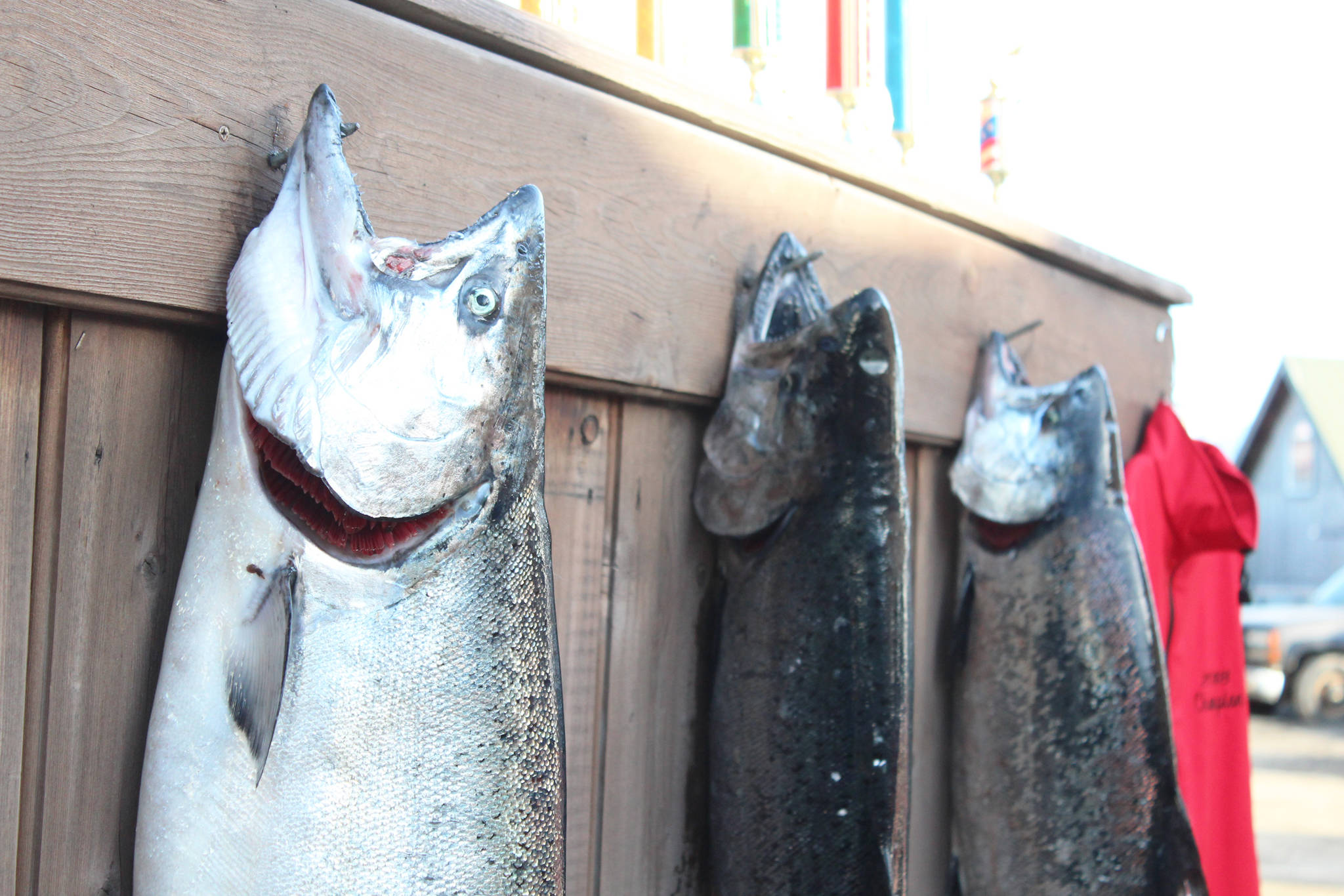 Homer News file photo                                 The top three fish of this year’s Winter King Salmon Tournament hang on a wall before a closing ceremony announcing the winners March 24, 2018 on the Spit in Homer.