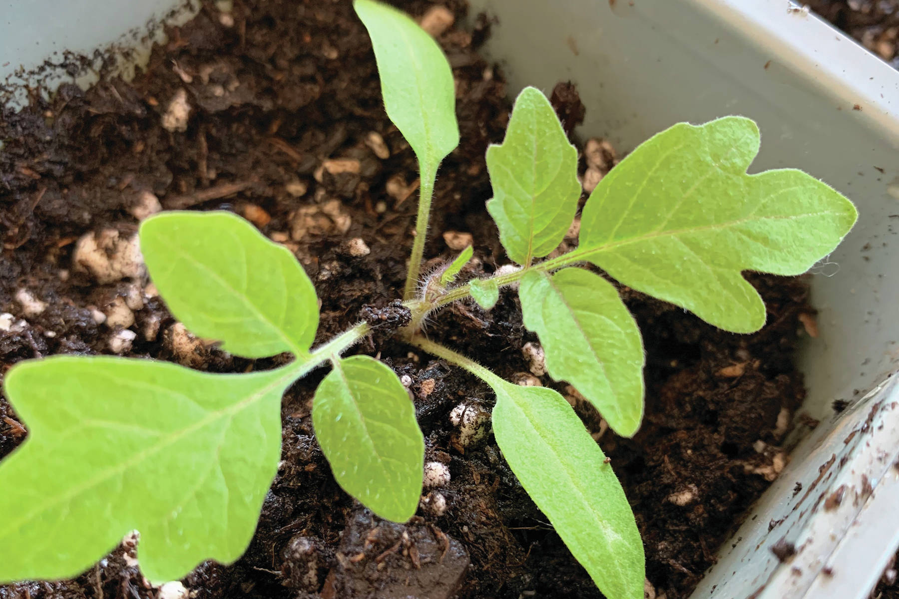Kachemak Gardener: Will a pandemic inspire you to plant a vegetable garden?