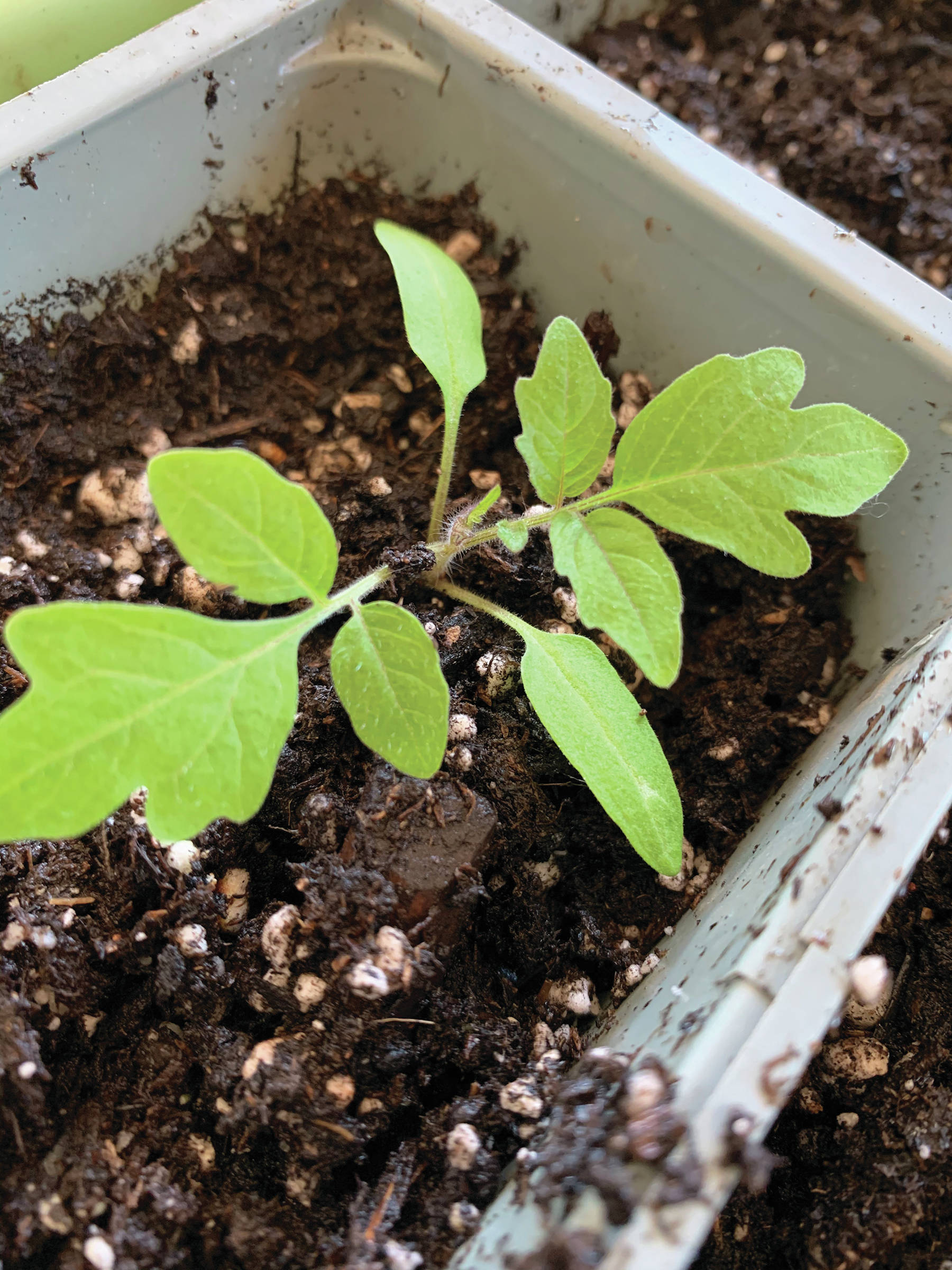 Photo by Rosemary Fitzpatrick                                ”And so it begins, a nascent Black Japanese Trefele tomato seedling, full of promise,” writes the Kachemak Gardener of a photo of this start taken on March 14 at her Homer home.