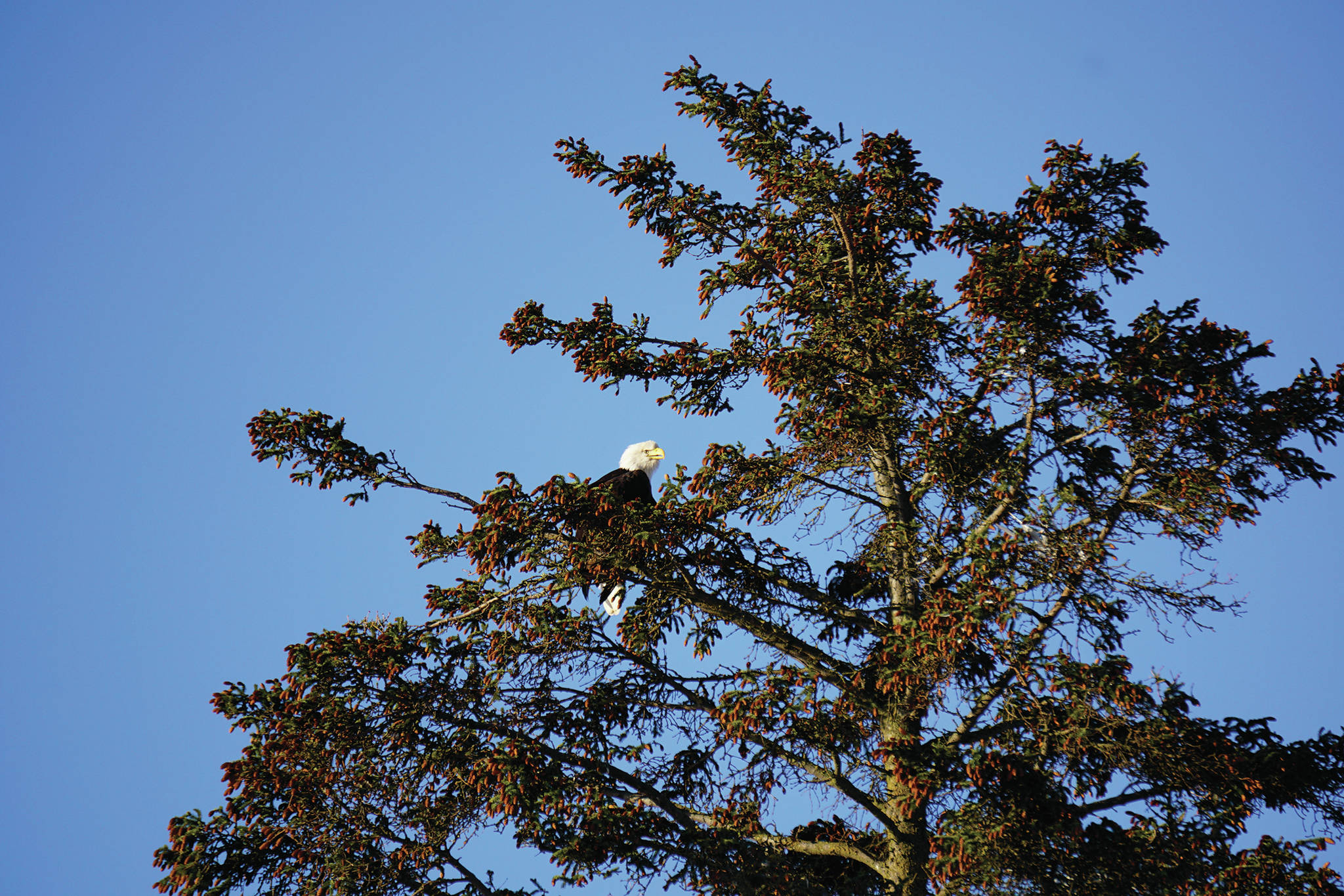 A bald eagle sits in a tree near a nest by the Lake Street stoplight on March 16, 2020 in Homer, Alaska. Another eagle sat near the nest in another tree. Since 2010, a pair of bald eagles has nested in the area near Beluga Slough south of the Lake Street and Sterling Highway intersection, building or rebuilding nests over the years. They have been using this nest since 2016. (Photo by Michael Armstrong/Homer News)
