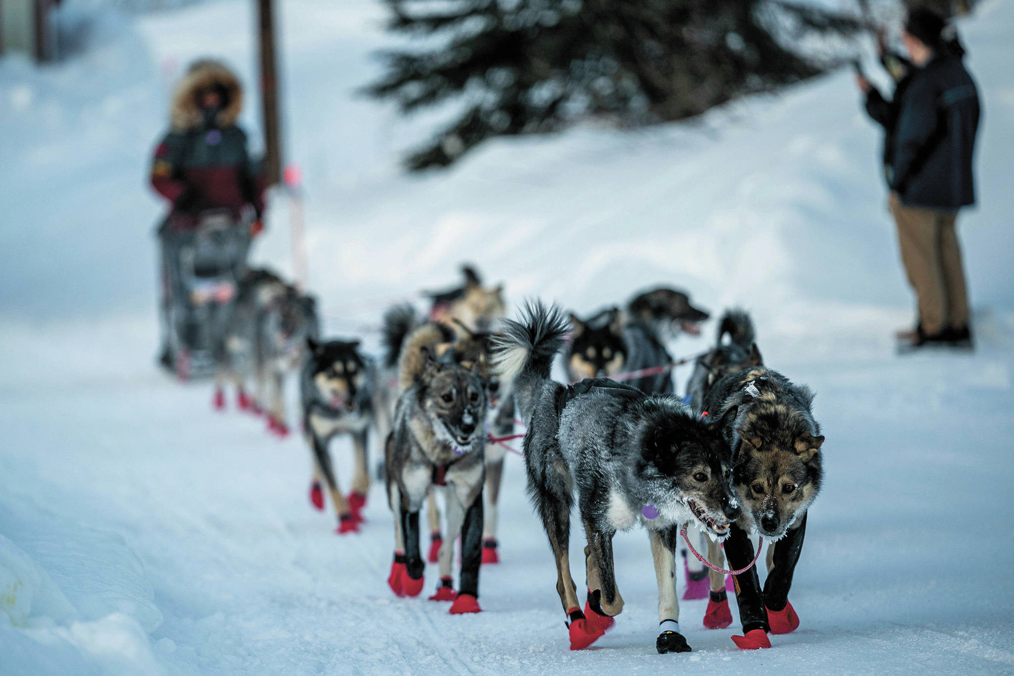 Richie Diehl arrives in Ruby, Alaska, Friday morning, March 13, 2020, during the Iditarod Trail Sled Dog Race. (Loren Holmes/Anchorage Daily News via AP)