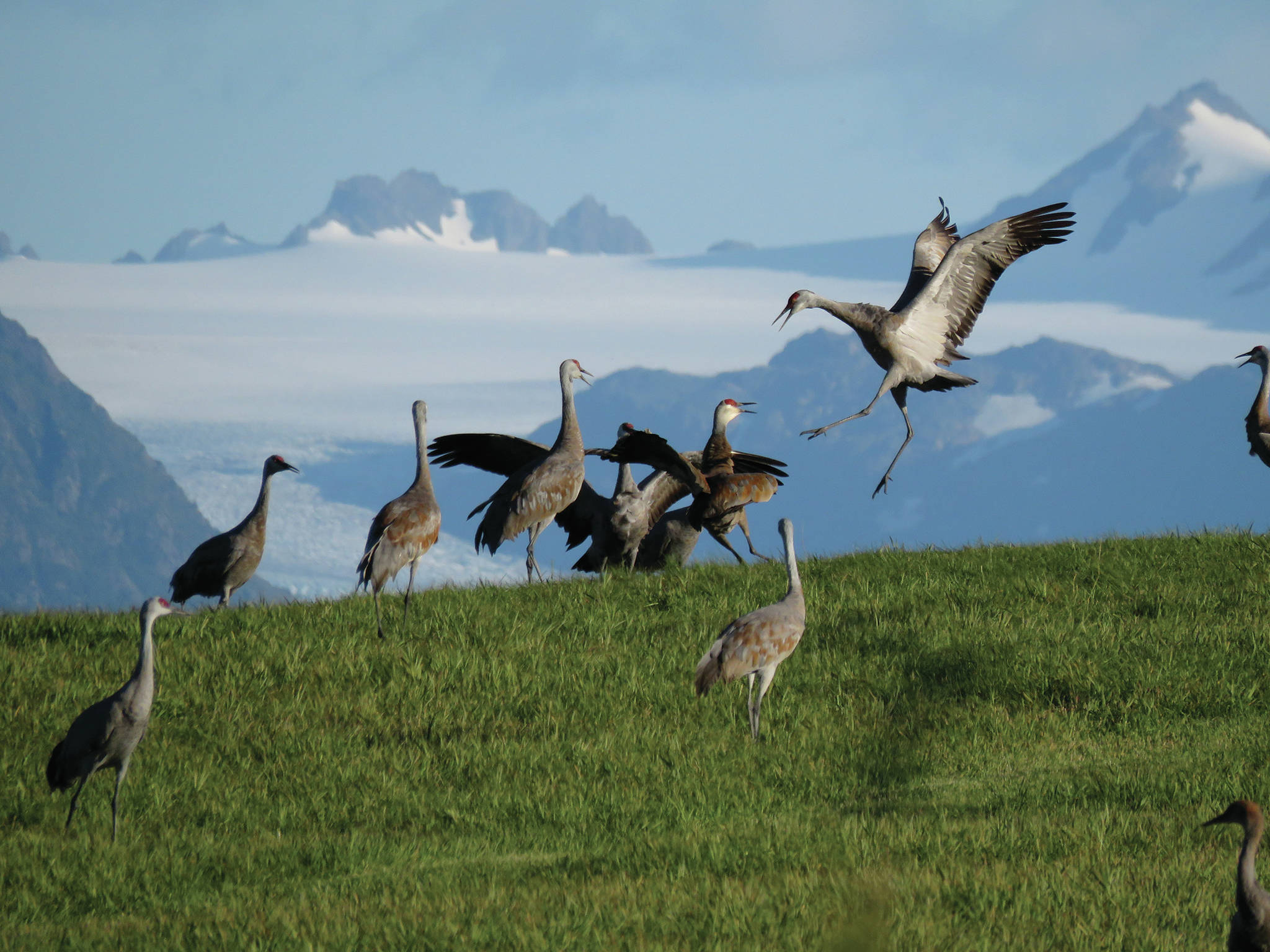Sandhill cranes dance in this photo taken in August 2015 near Homer, Alaska. (Photo courtesy of Kachemak Crane Watch)