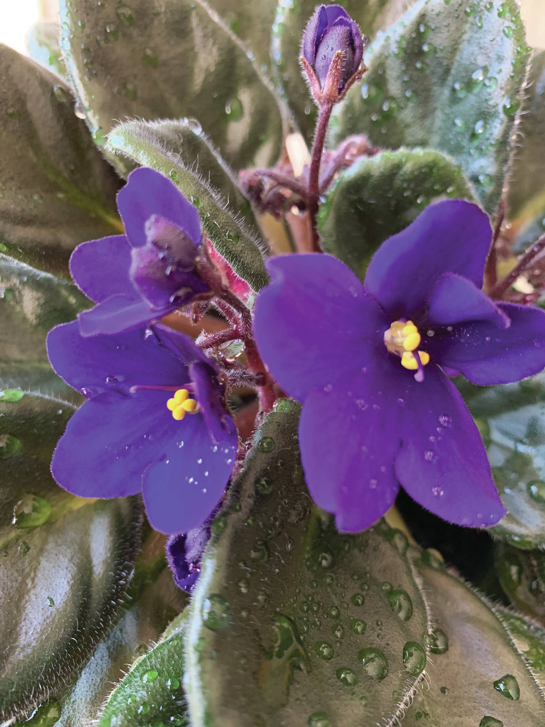 The Kachemak Gardener calls this African violet “the Margaret Pate violet because she gave me the original plant from which several have been propagated and gifted. I think it may be my favorite —if a favorite is possible.” The flower blooms on March 29, 2020, at her Homer, Alaska, home. (Photo by Rosemary Fitzpatrick)