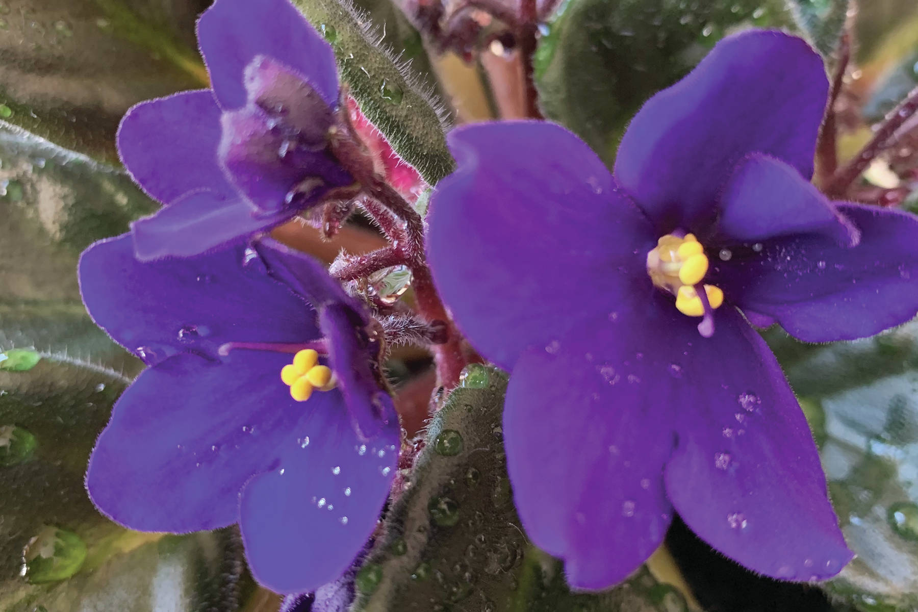 Kachemak Gardener: Over-the-top and charming, African violets are blooming