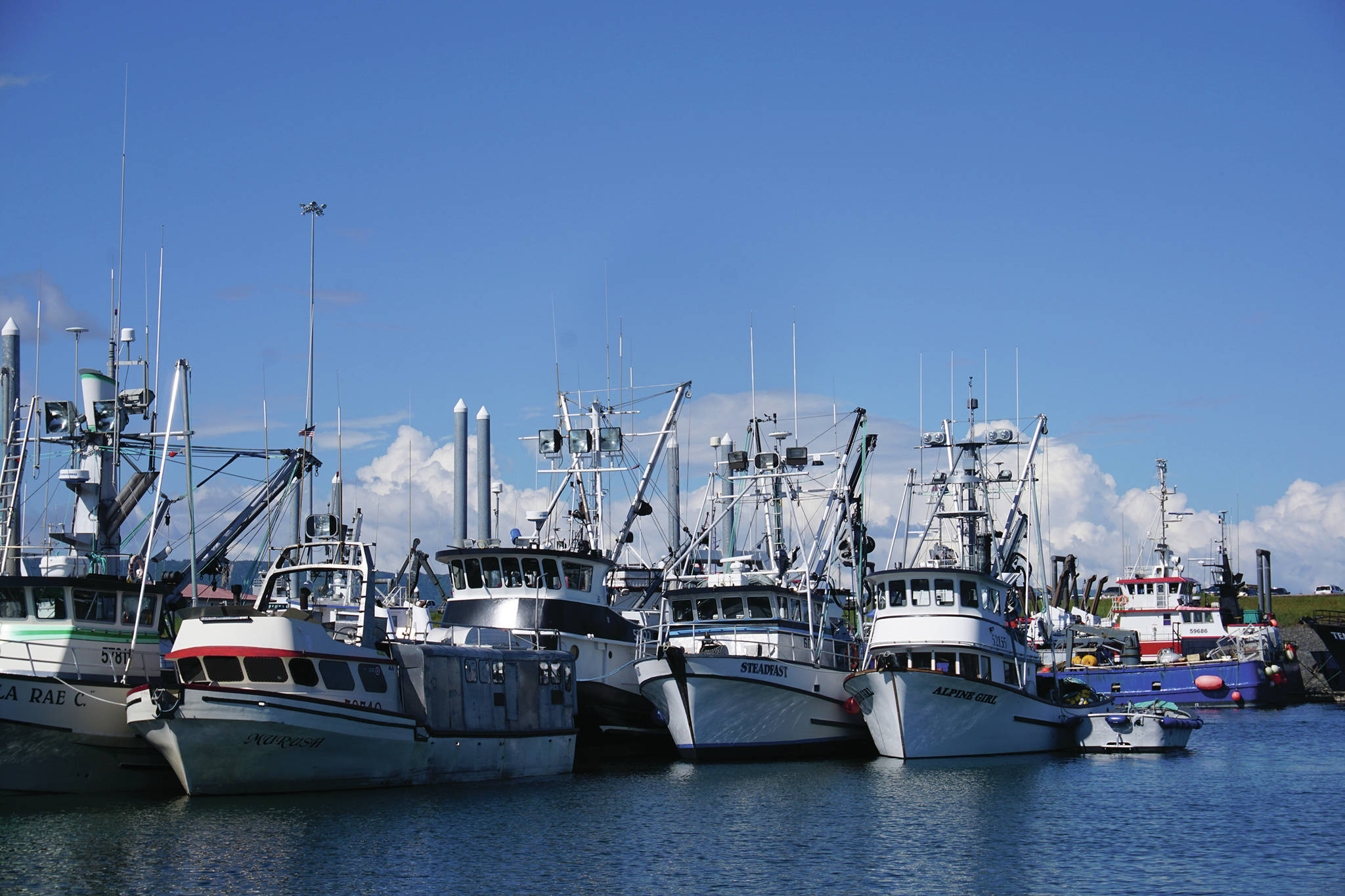 Commercial fishing boats are rafted together in May 2016 in the harbor in Homer, Alaska. (Photo by Michael Armstrong/Homer News)