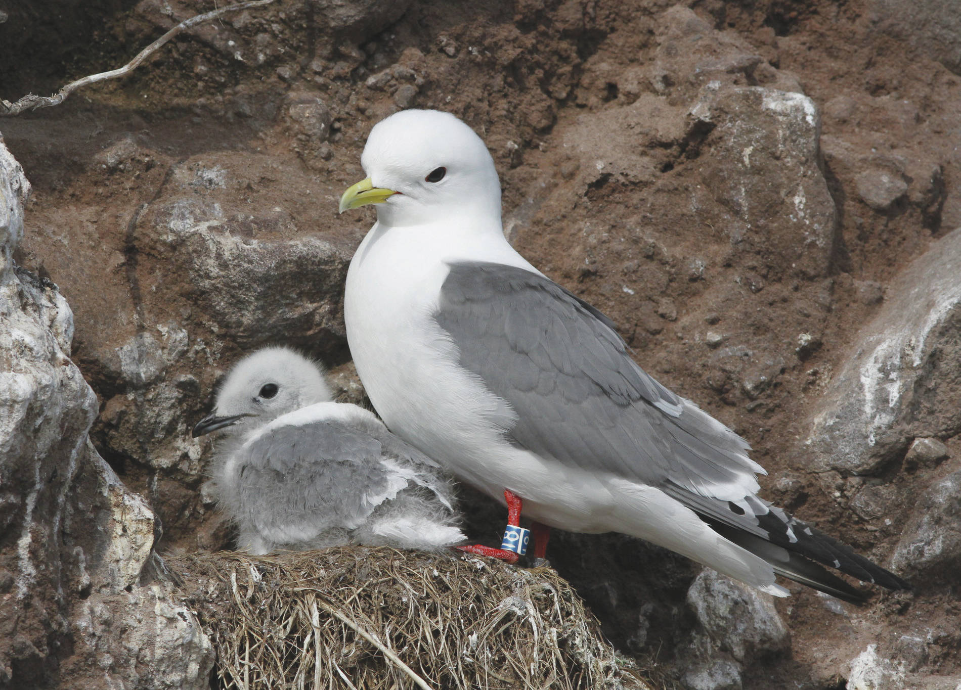Photo by Ronan Dugan/USFWS                                 Kittiwakes build their sturdy nests on cliff sides, and they prefer to live in crowded neighborhoods for additional safety from predators.