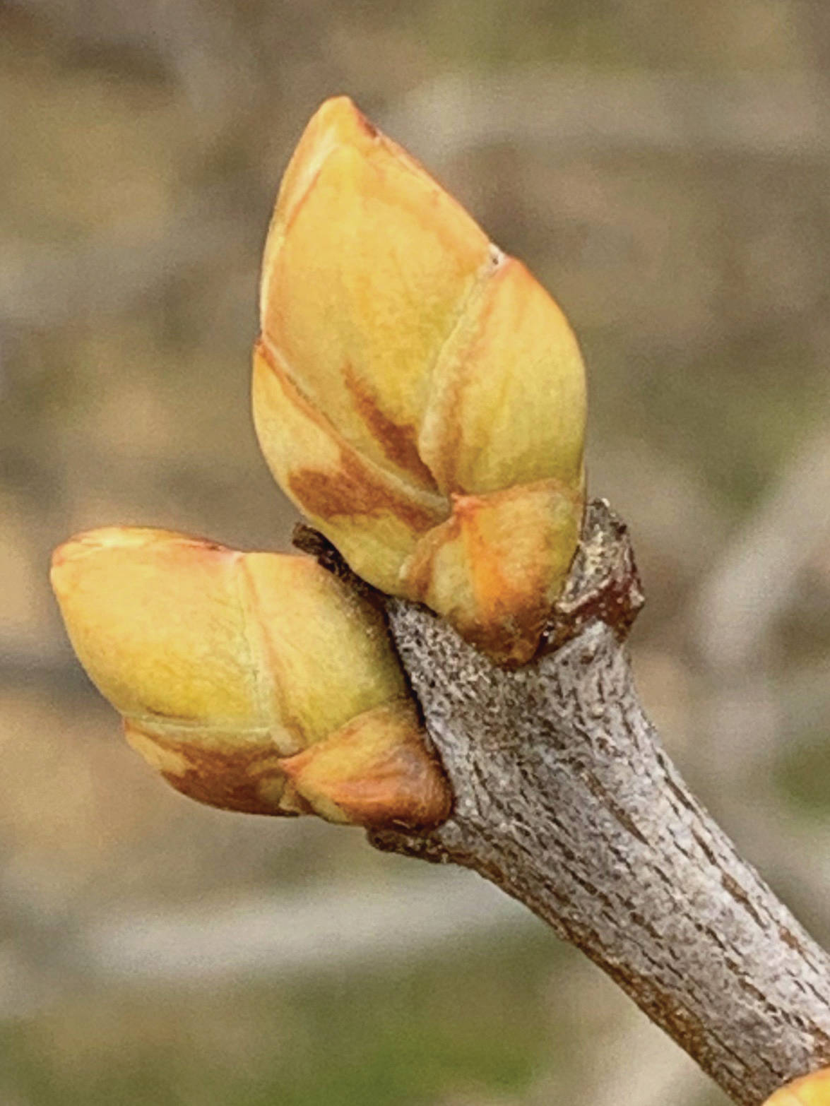 “Promises, promises,” the Kachemak Gardener writes of shoots and buds blooming on April 12, 2020, in her Homer, Alaska, garden. (Photo by Rosemary Fitzpatrick)