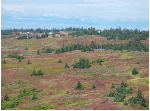 Kachemak soils are the dominant soils on the rolling hills in the Diamond Ridge area. (Photo courtesy Doug Van Patten)