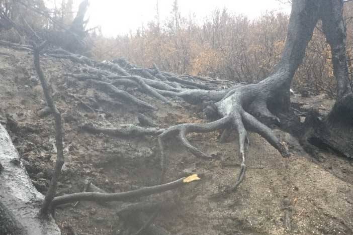 Skyline Trail has damaged tread as well as hazard trees from the Swan Lake Fire. (Photo by Christa Kennedy/Kenai National Wildlife Refuge)
