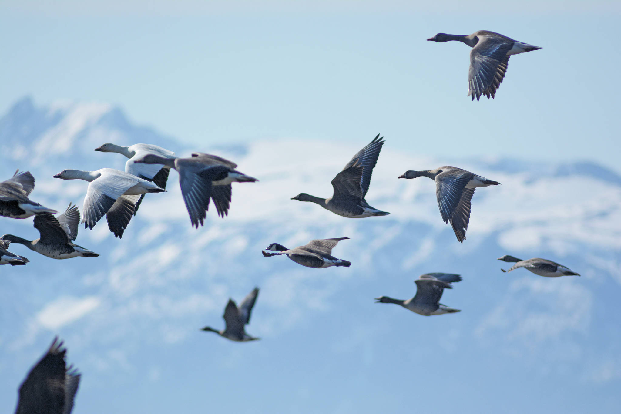 Snow geese, greater white fronted geese and cackling Canada geese fly on Saturday, May 2, 2020, over the Mariner Park Slough in Homer, Alaska. (Photo by Michael Armstrong/Homer News)