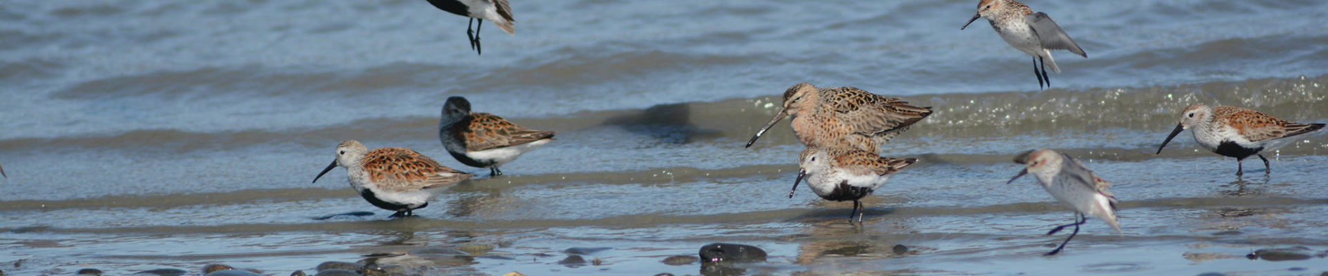 Kachemak Bay Shorebird Festival goes virtual